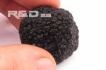 Black truffle in man hand